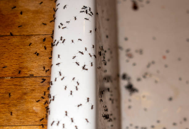 Best Ant Control Services  in Atoka, NM